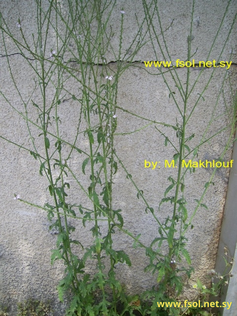 Verbena officinalis L