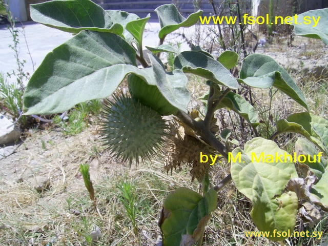 Datura metel L.
