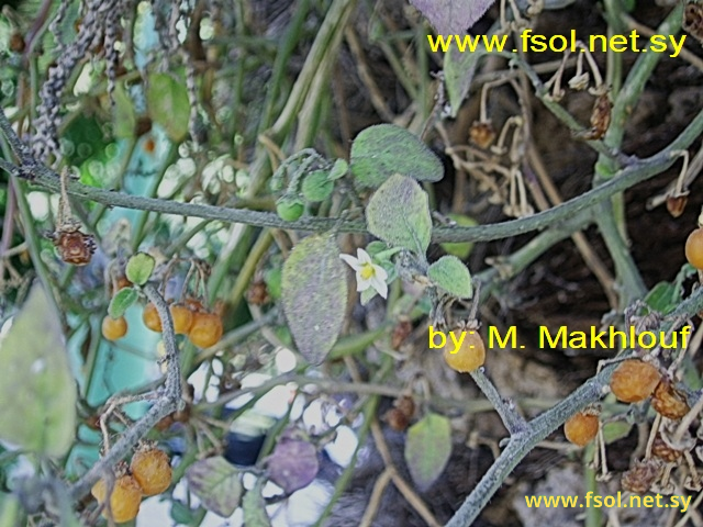 Solanum luteum Mill