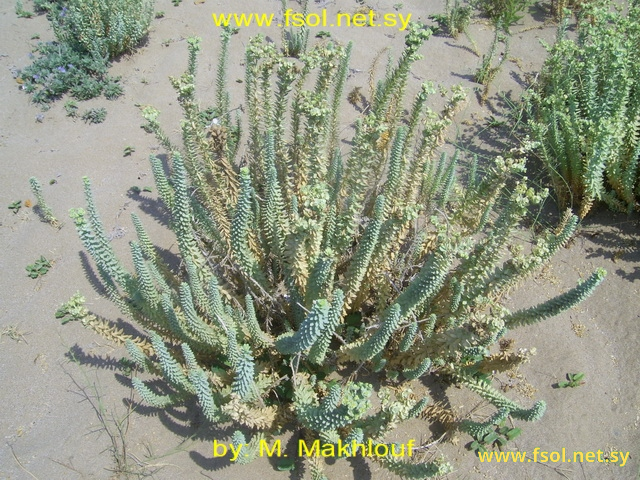 Euphorbia peplis L.