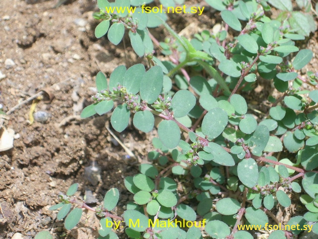 Euphorbia prostrata Ait.