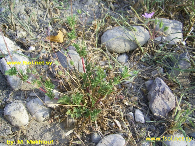 Erodium cicutarium (L.) L′Her