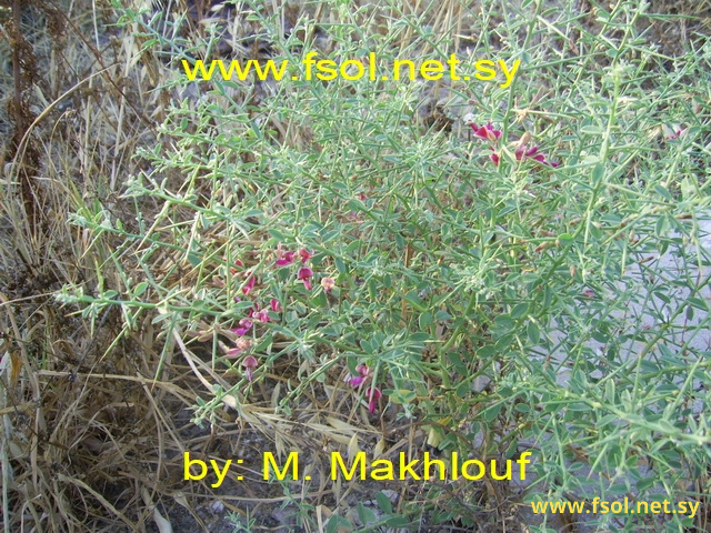 Alhagi maurorum Willd.