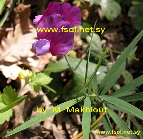 Lathyrus digitatus (Bieb.) Fiori.