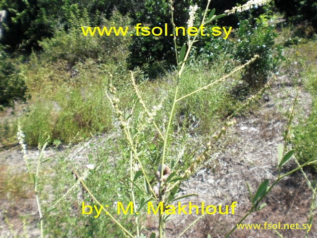 Melilotus albus Desr.