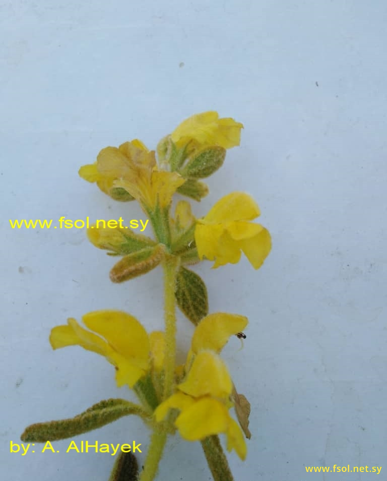 Phlomis syriaca Boiss.