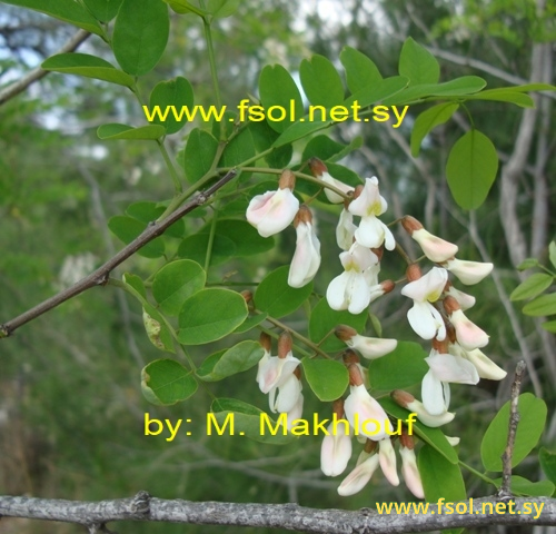Robinia pseudo-acacia  L