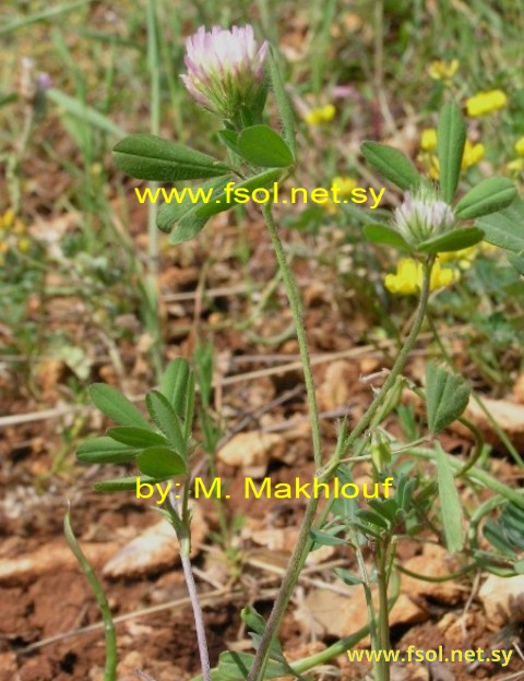 Trifolium echinatum M.B.