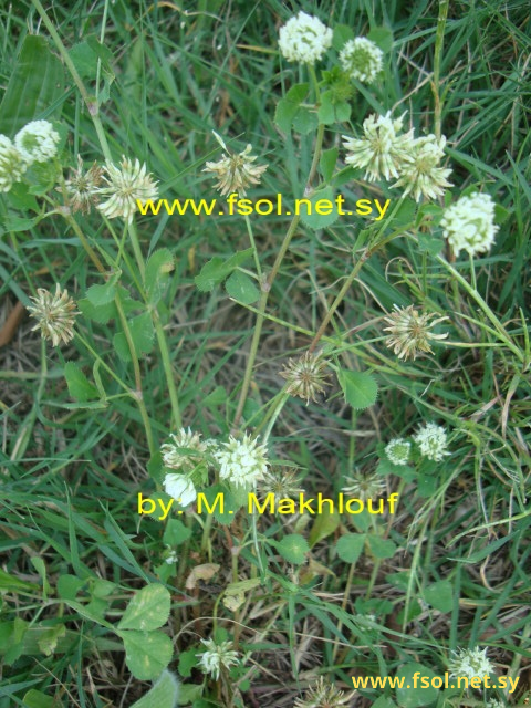 Trifolium nigrescens Viv.