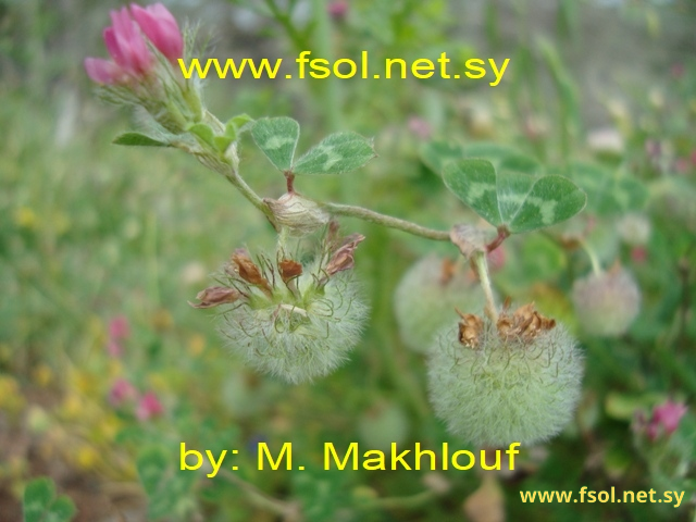 Trifolium pauciflorum   d’Urv.