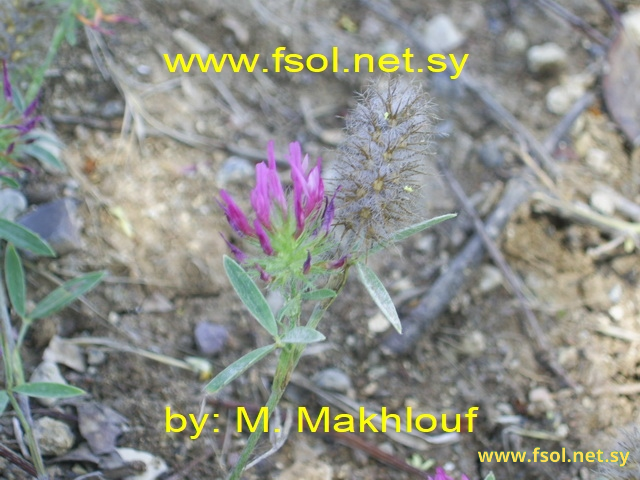 Trifolium purpureum Loisel.