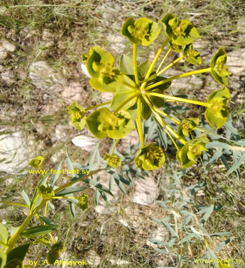 Euphorbia macroclada Boiss.