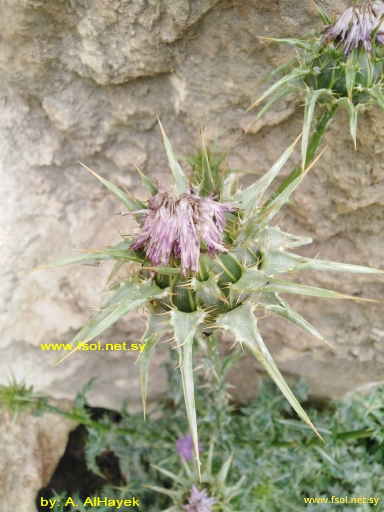 Silybum marianum (L.) Gaertn.