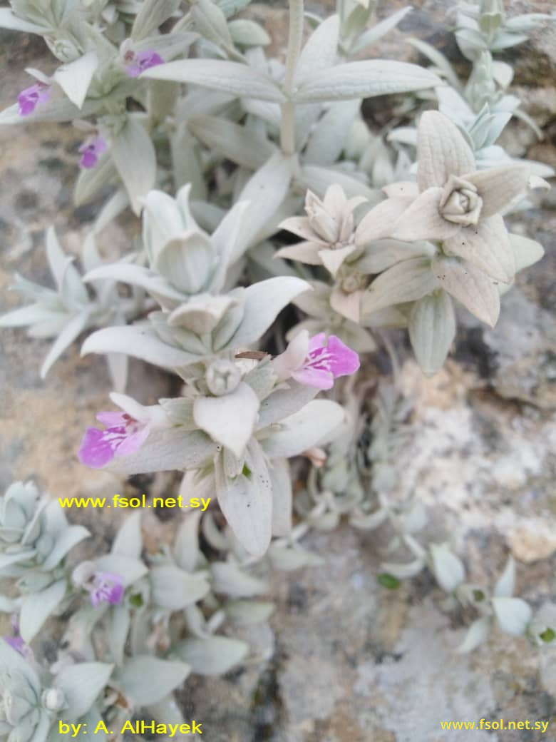 Stachys palaestina L.