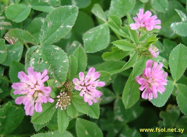 Trifolium tomentosum L.