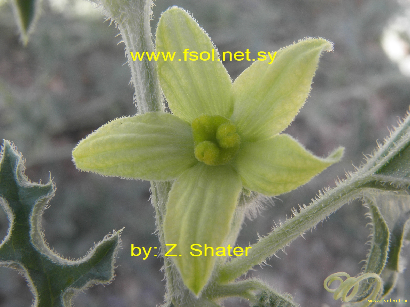 Citrullus colocynthis (L.) Schrader.