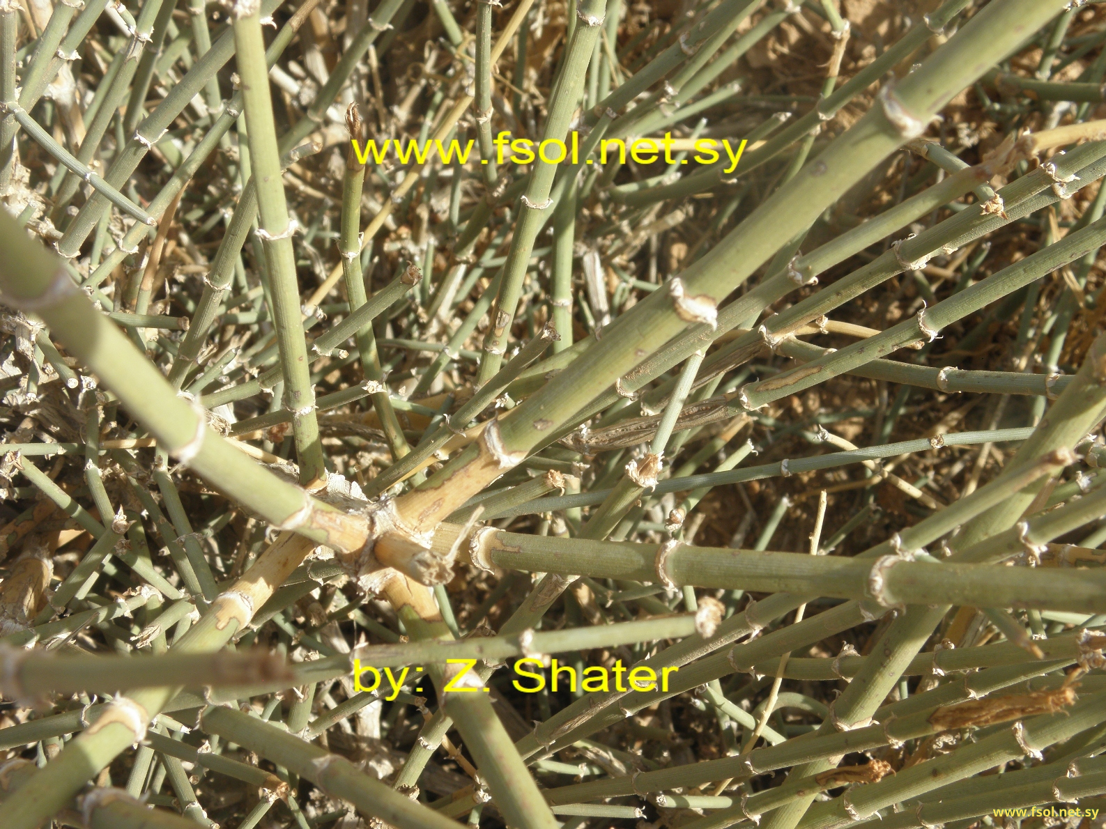 Ephedra alata Decne.