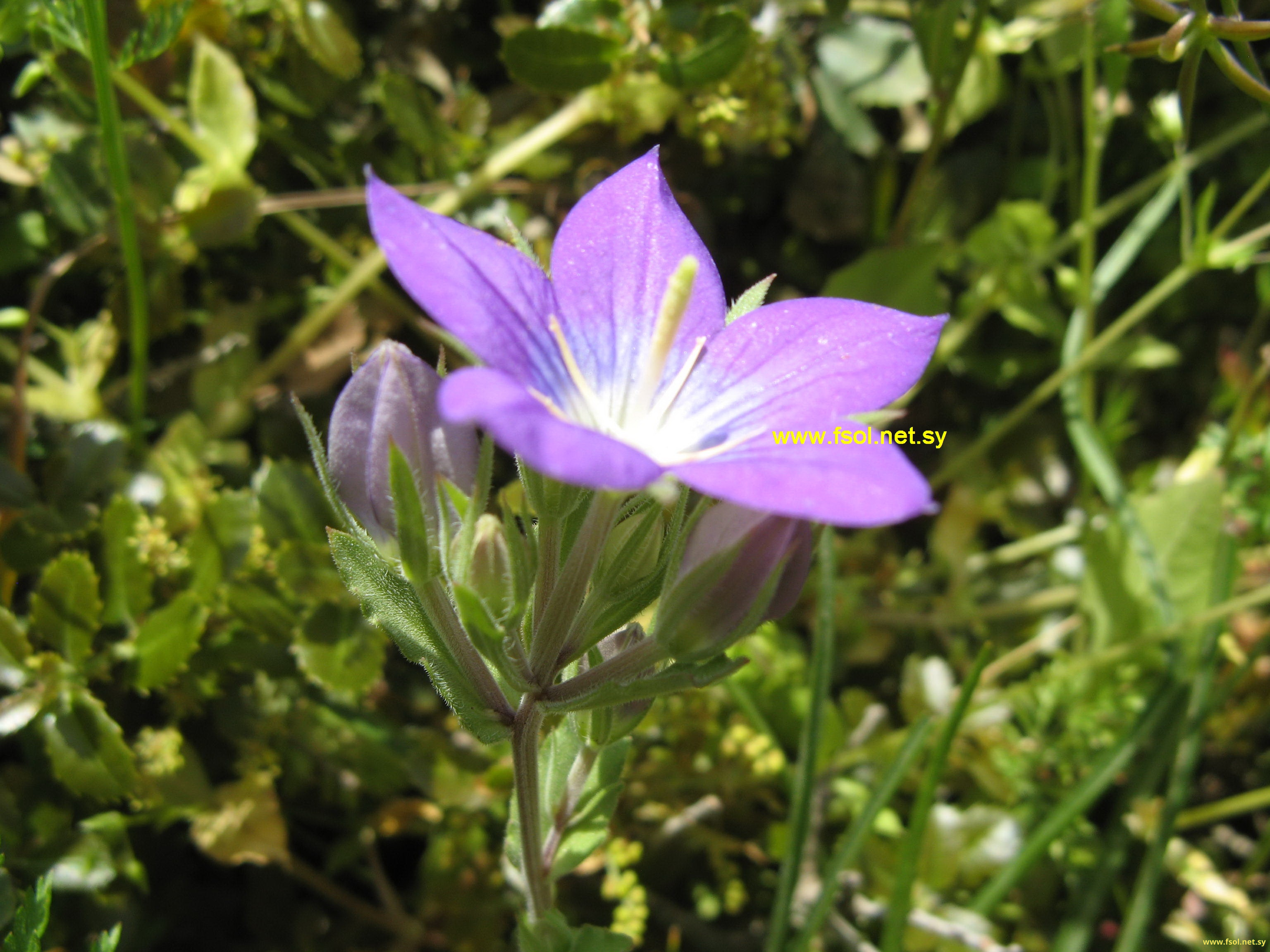 Campanula phrygia Jaub. & Spach