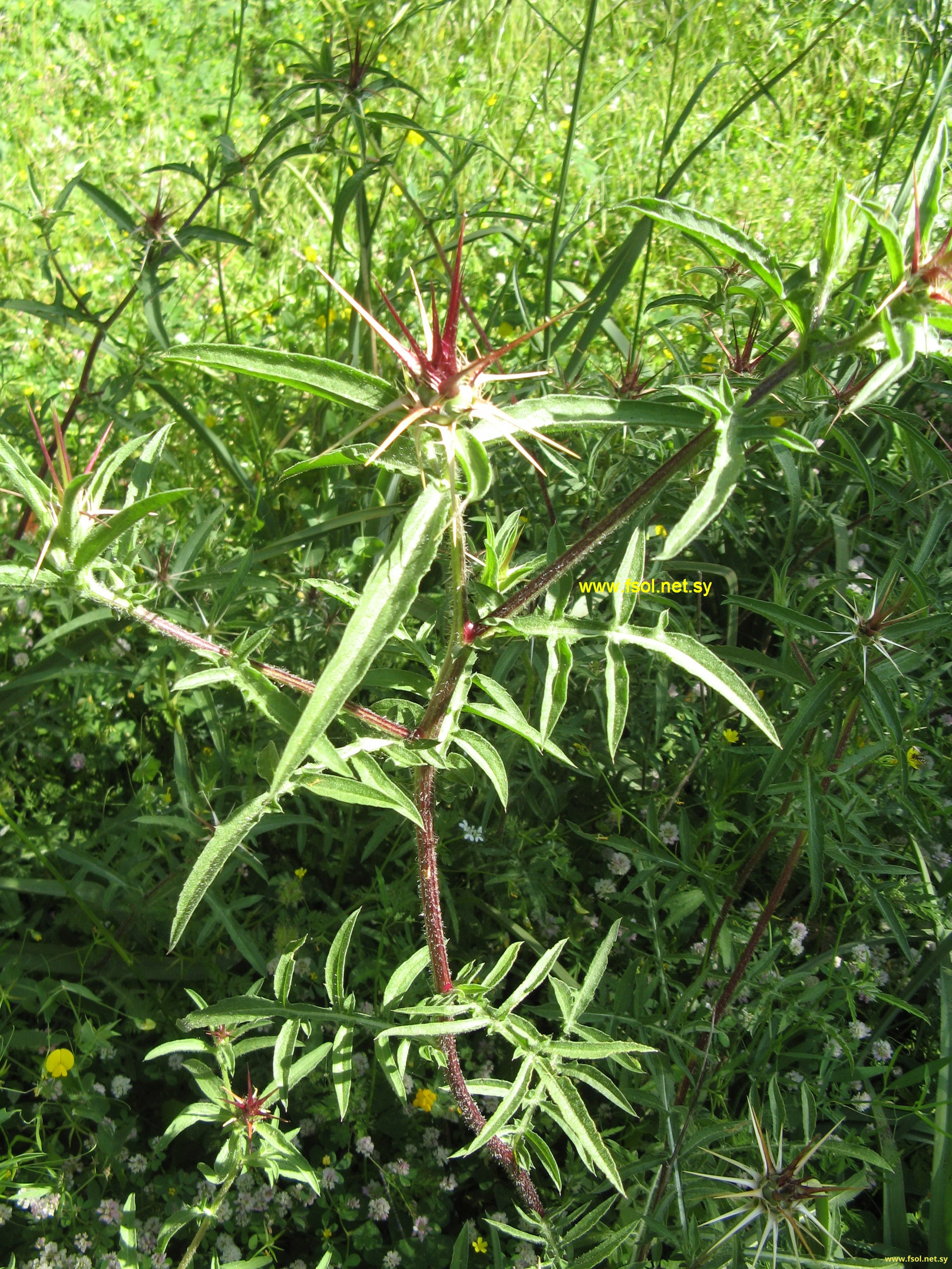 Centaurea iberica Trev. ex Spreng. 