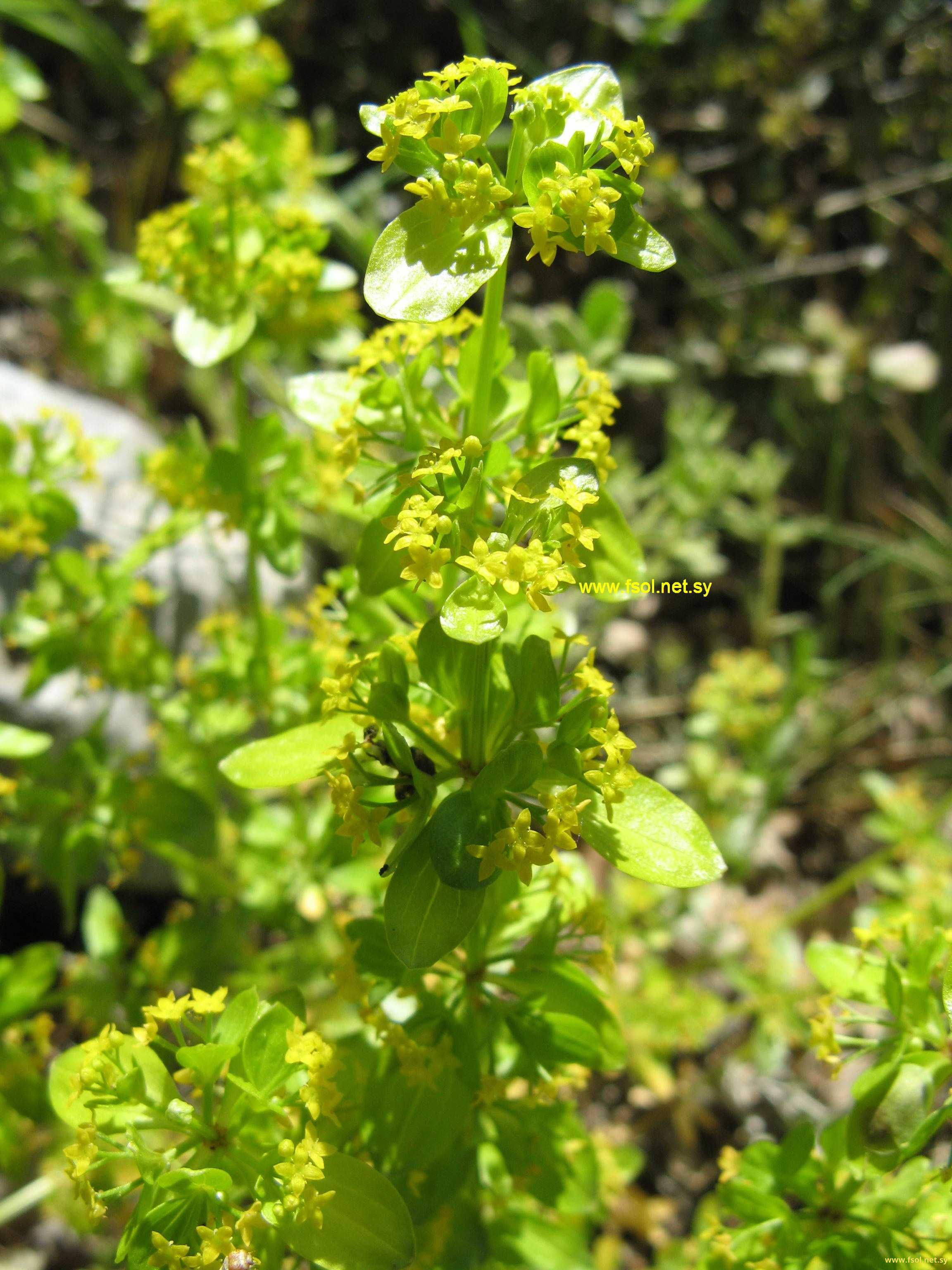 Cruciata coronata (Sibth. et Sm.) Ehrendor.