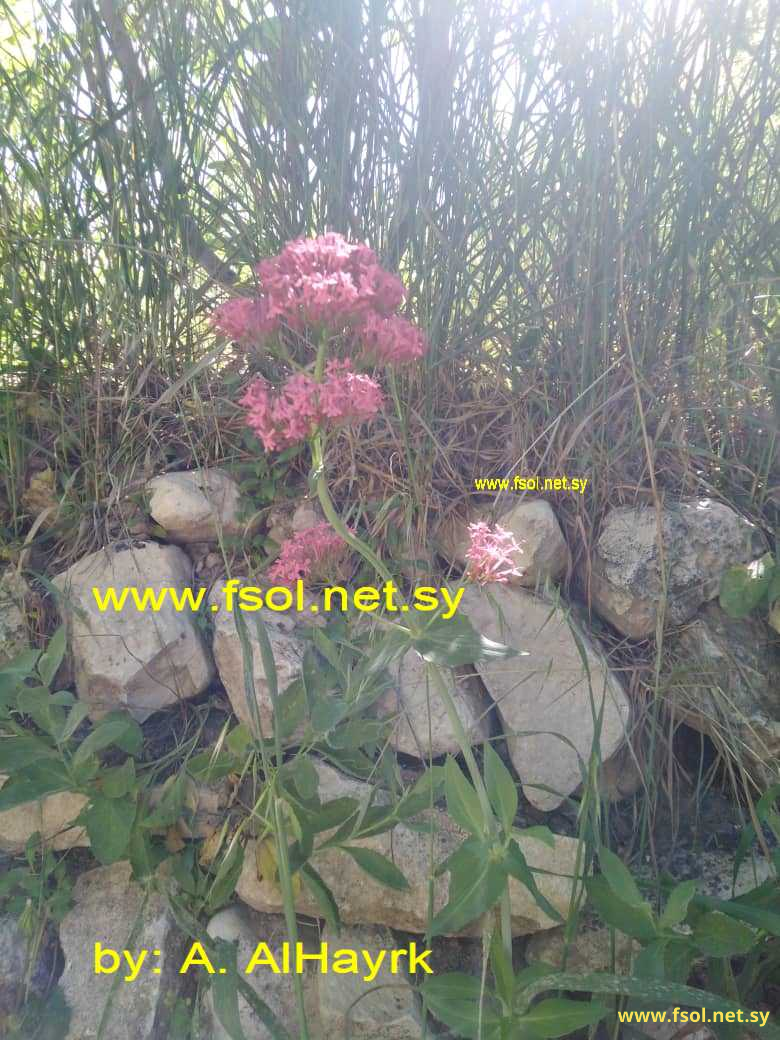 Centranthus ruber (L.) DC.