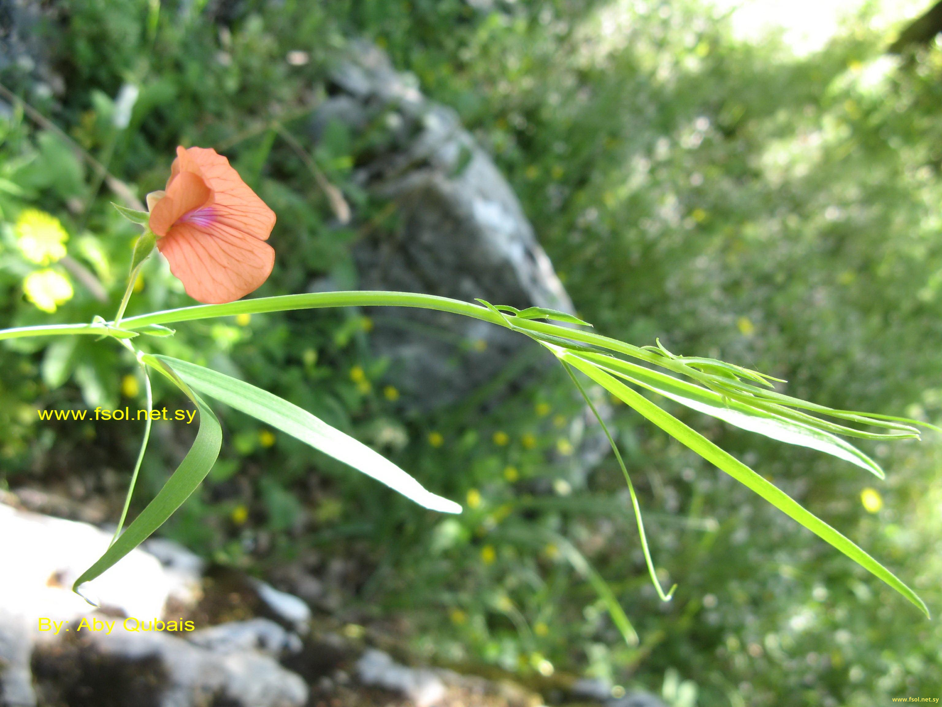 Lathyrus nissolia L.