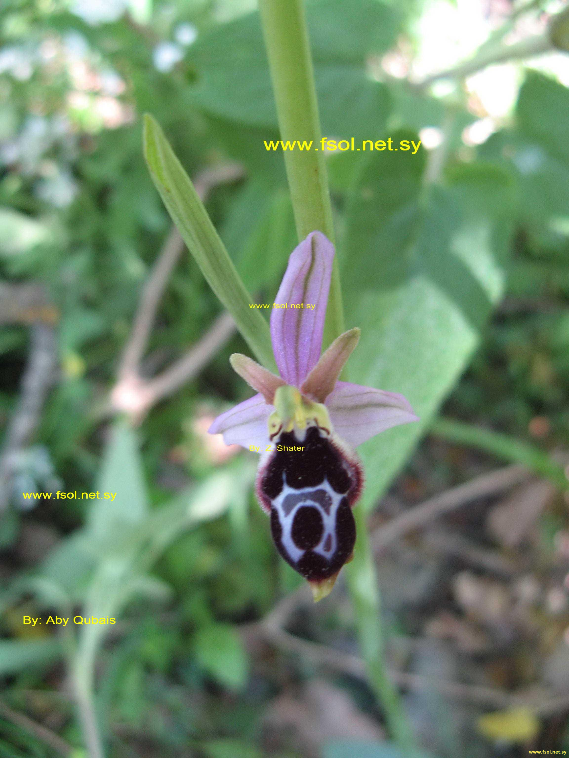 Ophrys fuciflora (Crantz) Haller