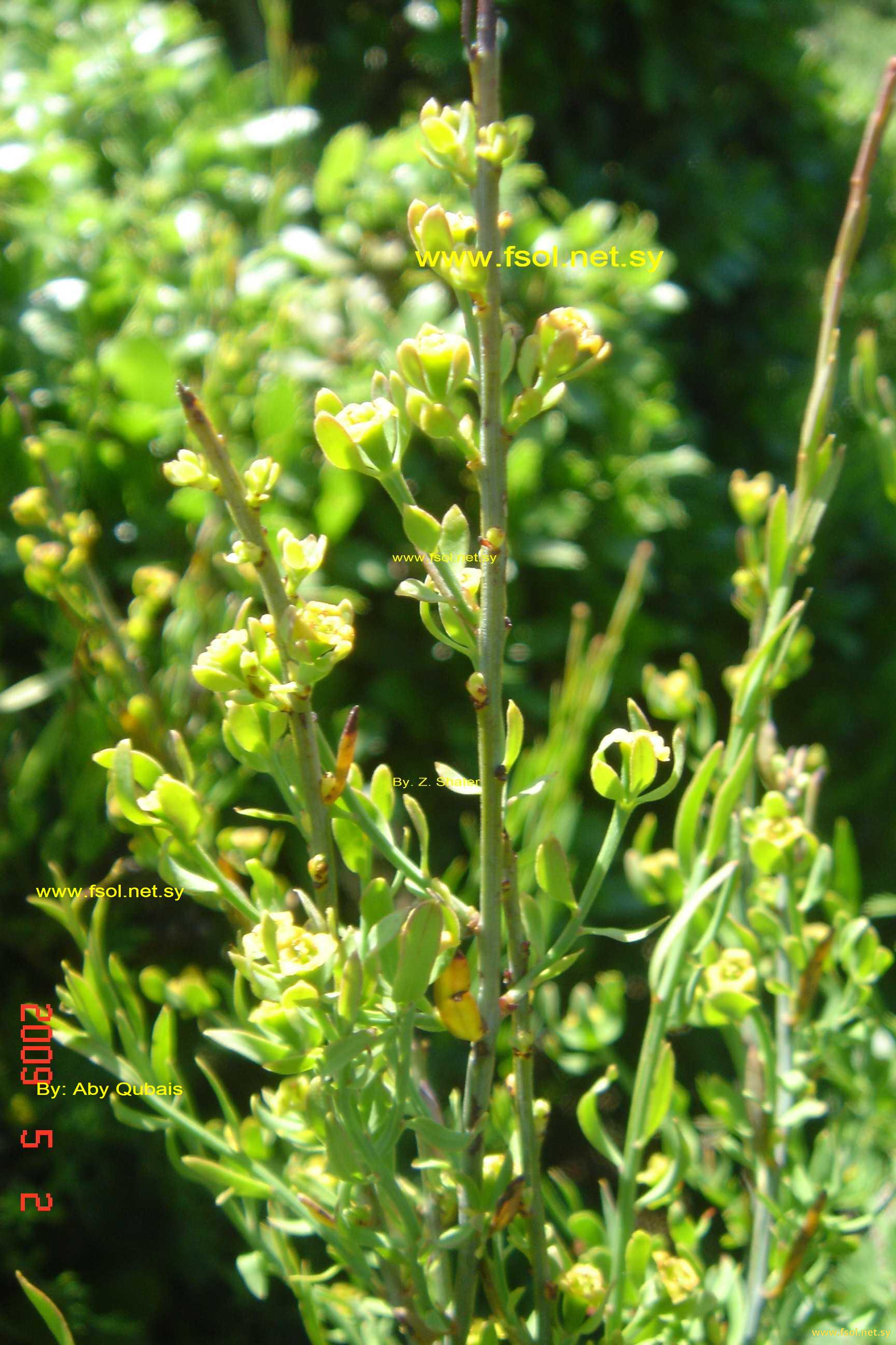 Osyris alba L.