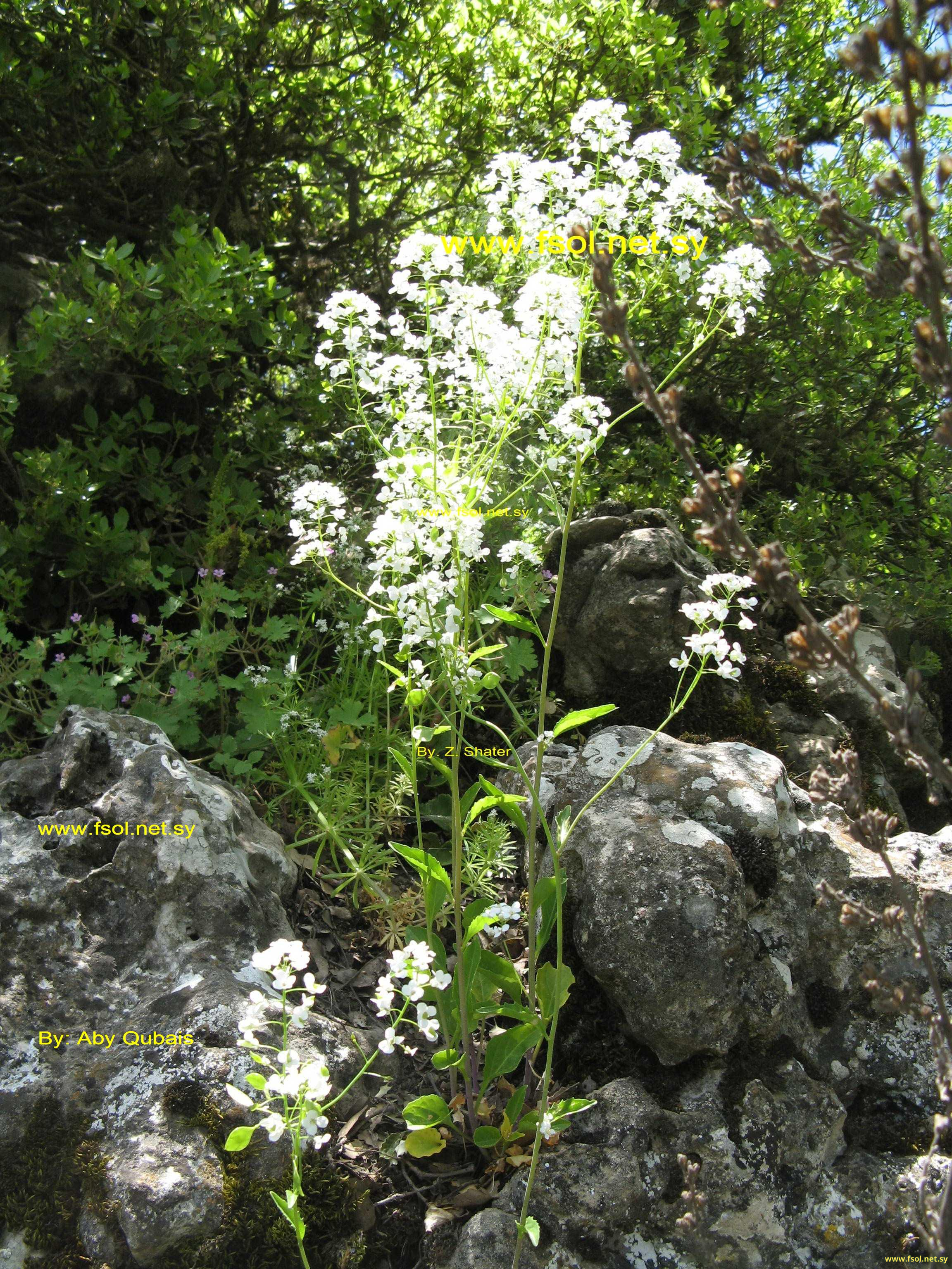 Peltaria angustifolia D.C.