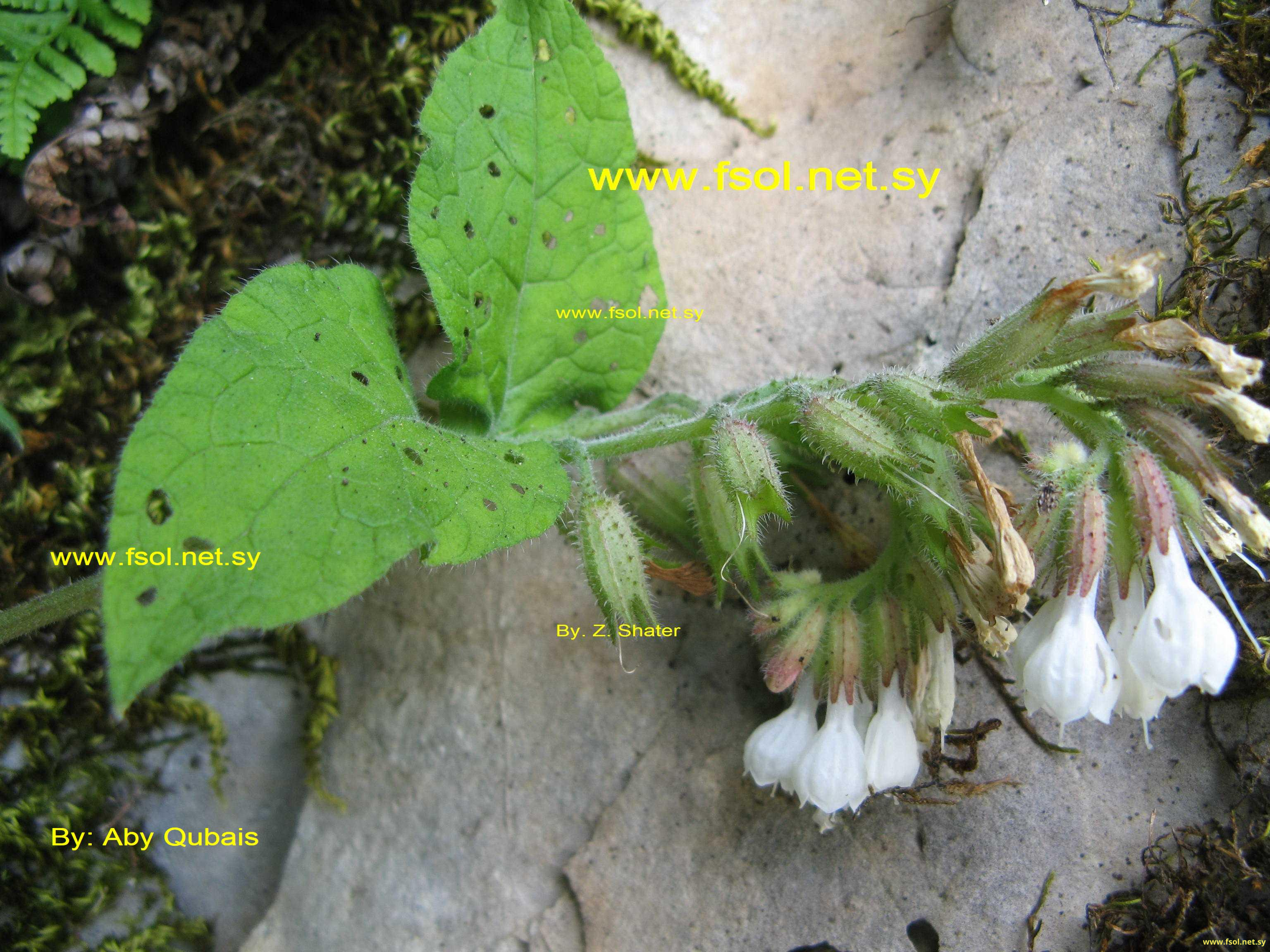 Symphytum palaestinum Boiss.