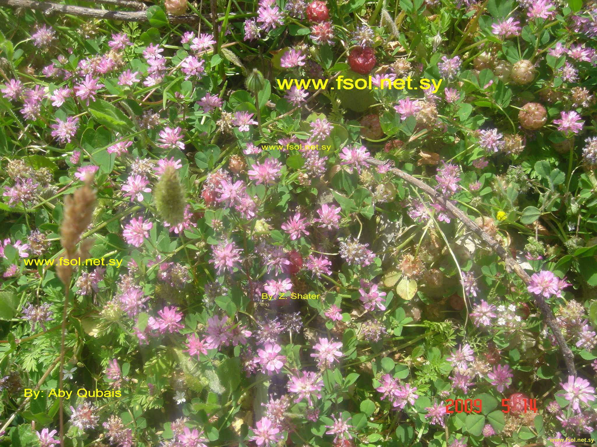 Trifolium erubescens Fenzl.