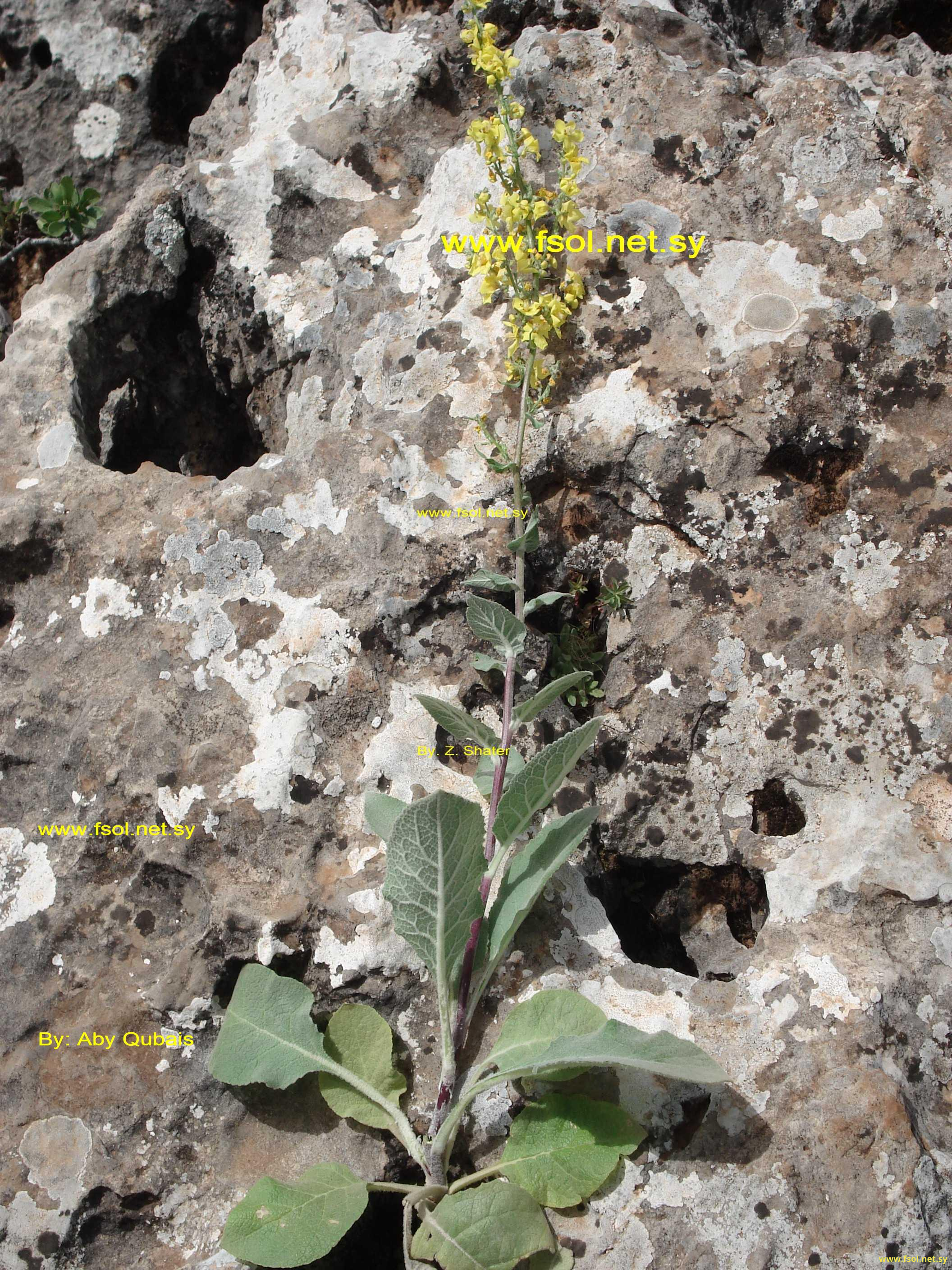 Verbascum cedreti Boiss.