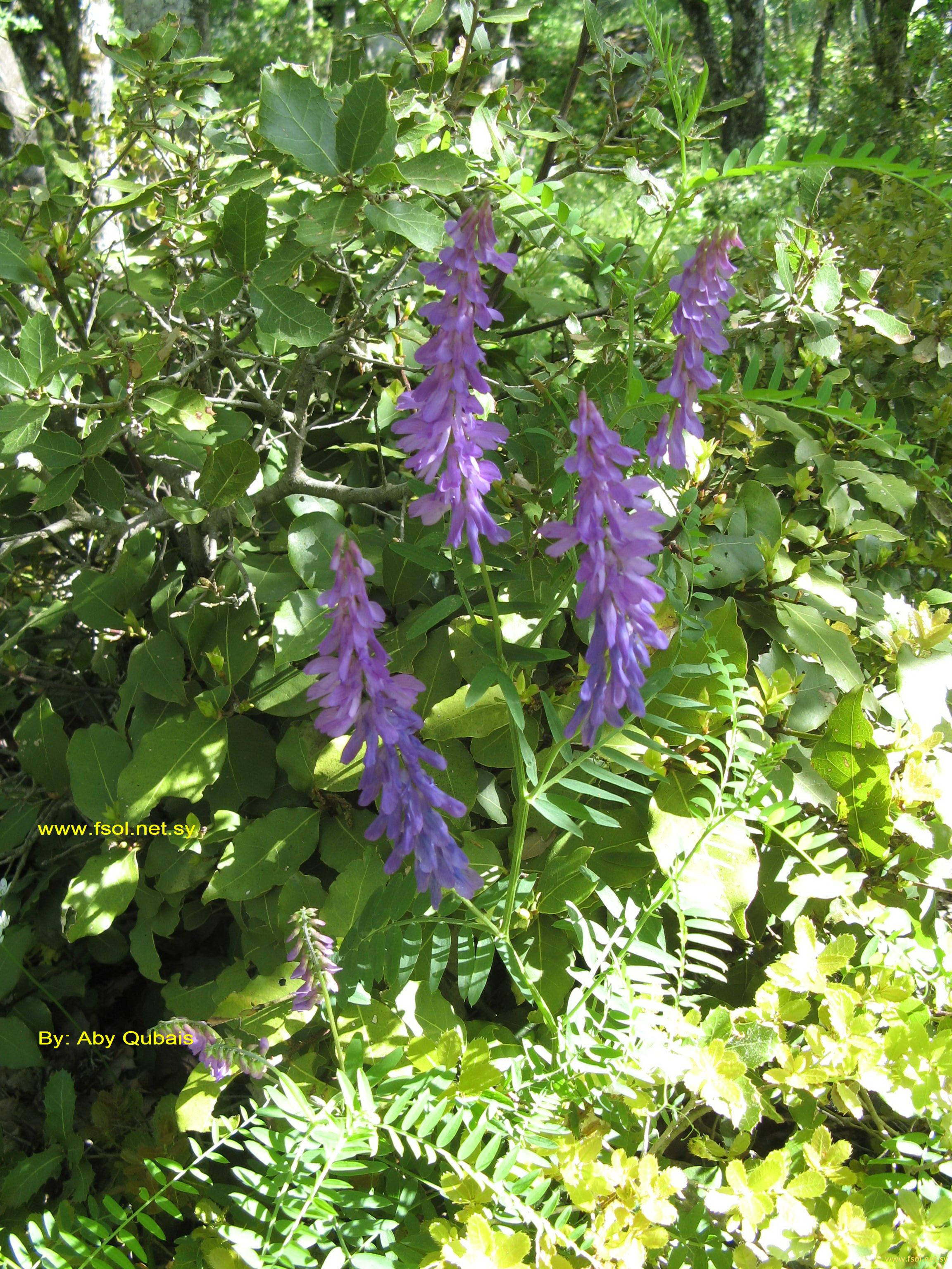 Vicia tenuifolia Roth.