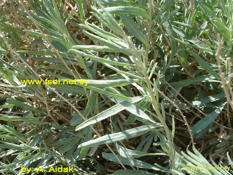 Artemisia monosperma Delile
