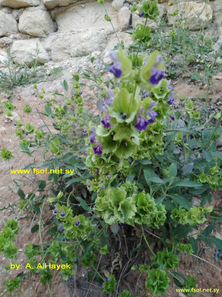 Salvia pinardi Boiss.