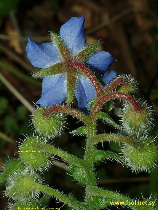 Borago officinalis L.