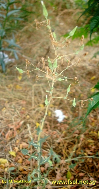 Lactuca serriola L.
