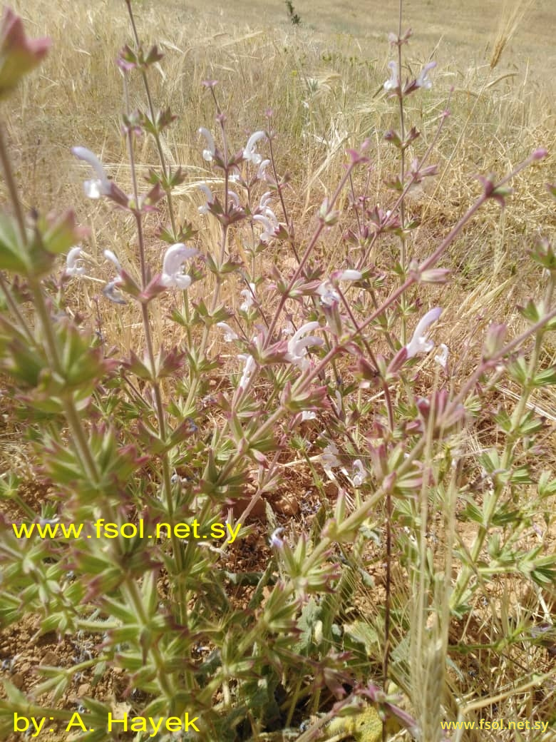 Salvia palaestina Benth.