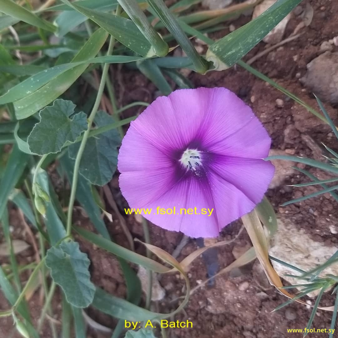Convolvulus  stachydifolius Choisy.
