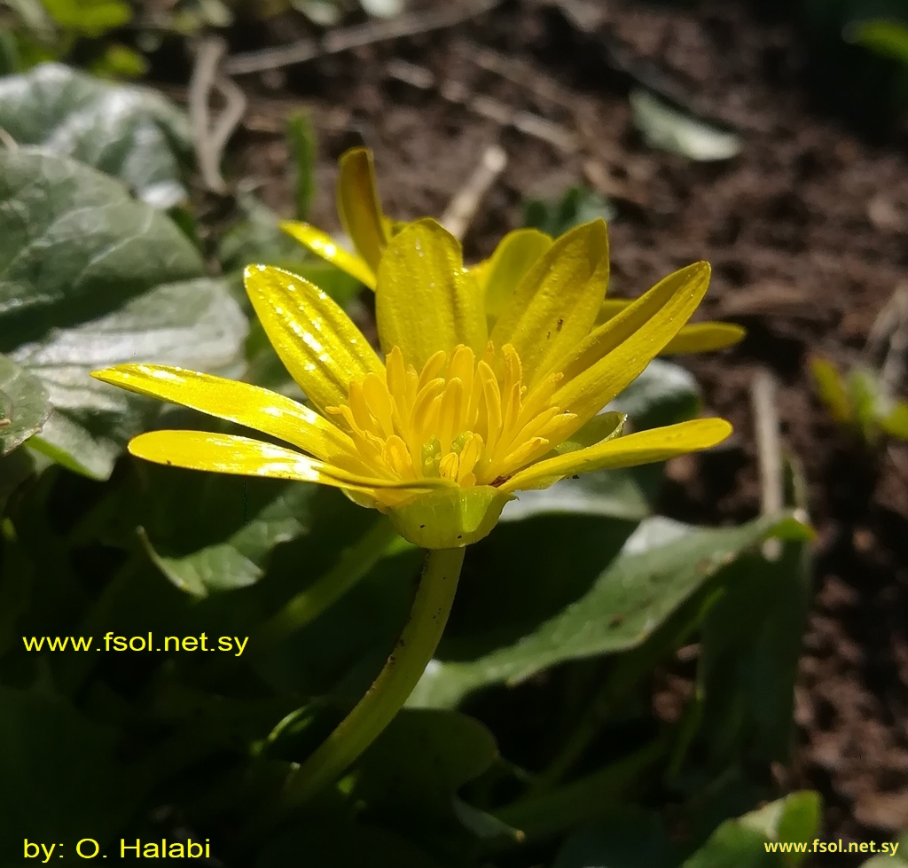 Ranunculus ficaria L.