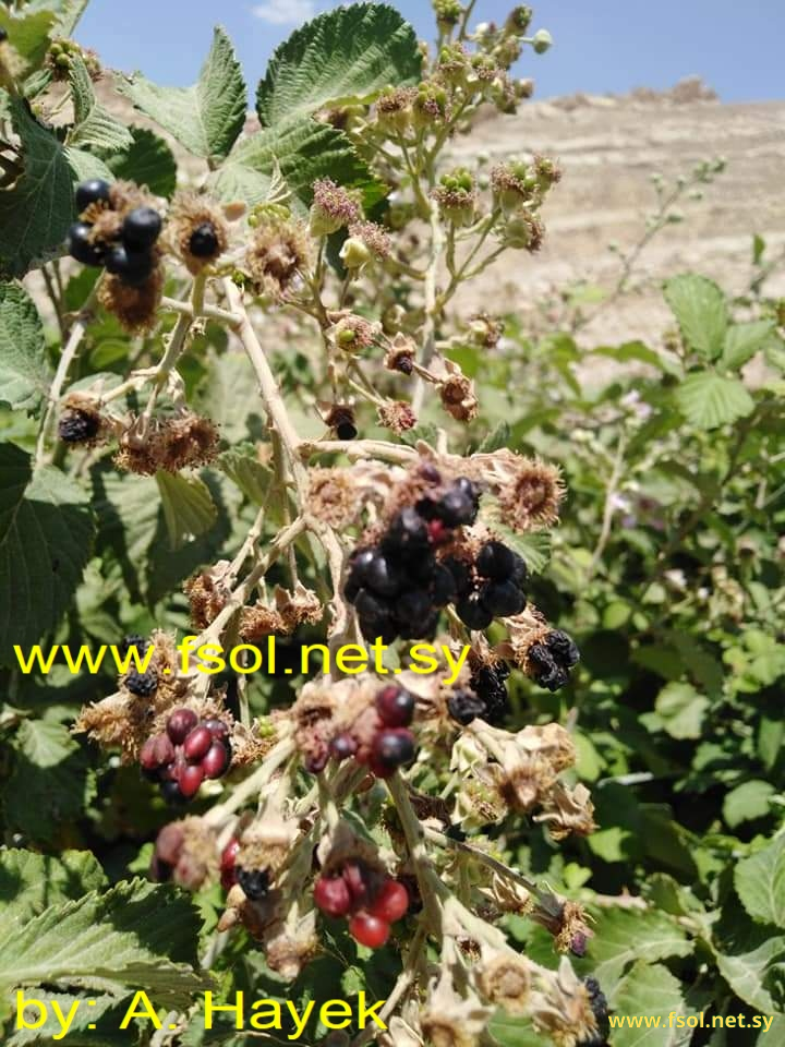 Rubus x collinus D.C.