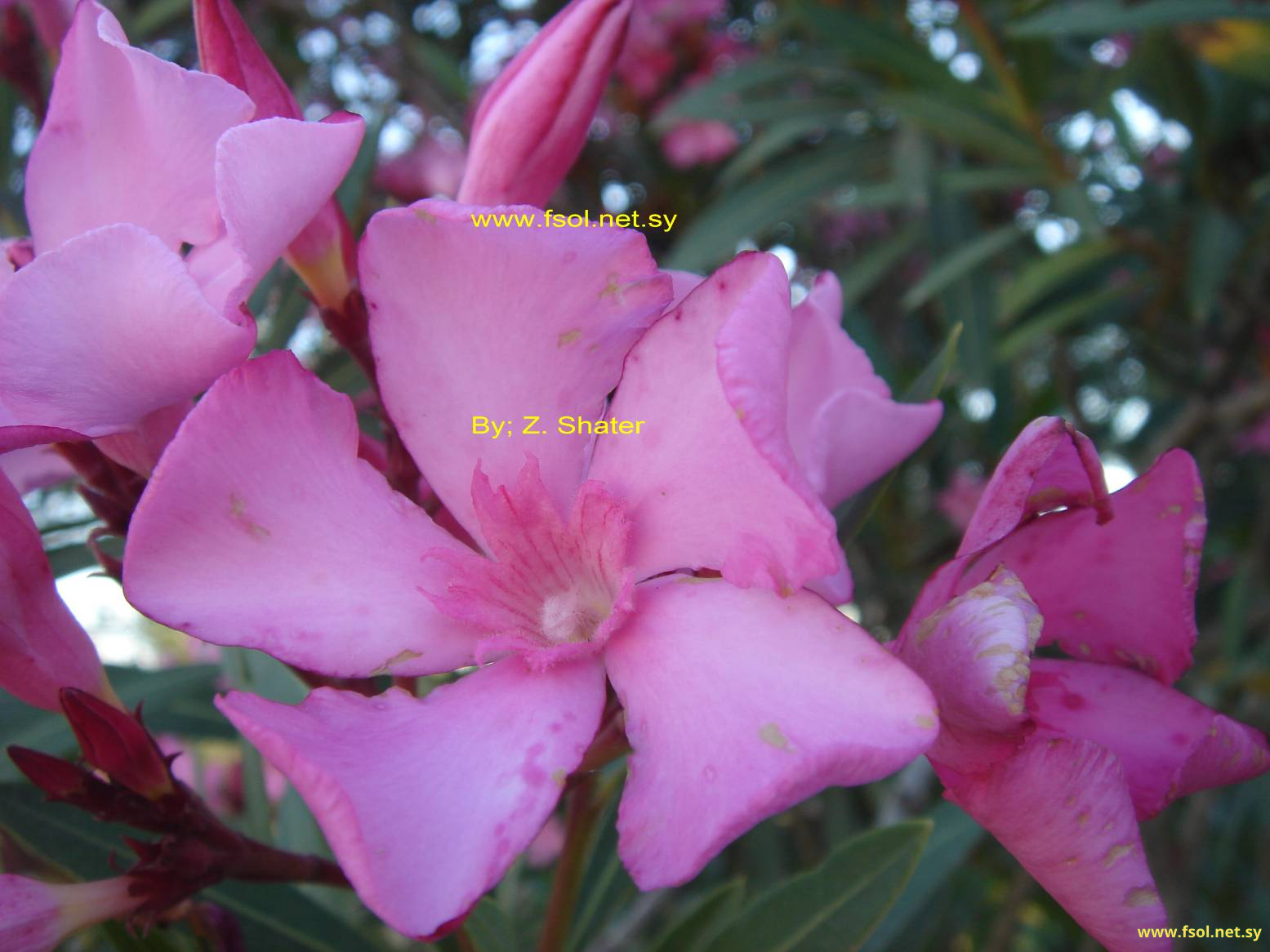 Nerium oleander L.