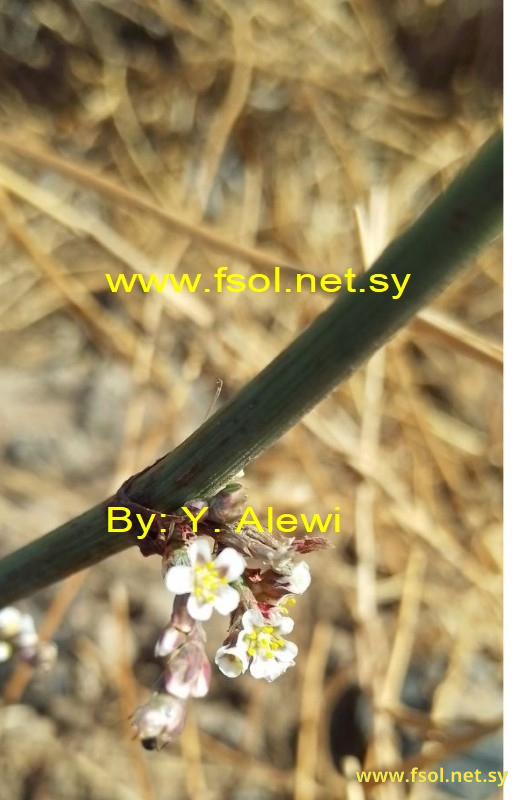 Polygonum equisetiforme Sibth. & Sm