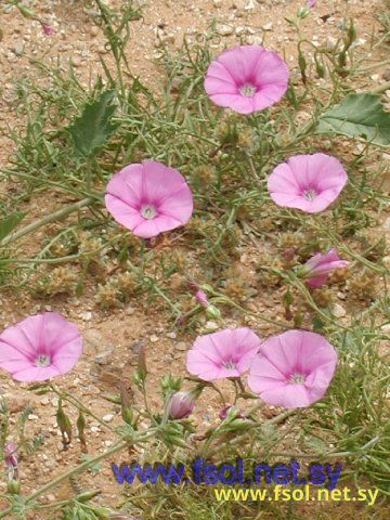 Convolvulus  stachydifolius Choisy.